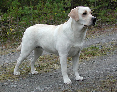 SVCH Lillimar�s Alice in Wonderland