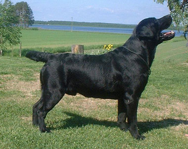 Lillimar�s Robin Hood