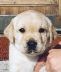 Puppy out of CH Briggle's Marble Muffin x Attikonak Nicer than Nice Lillimar