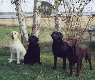 Husets g�ng 2000 ~ The gang 2000: Saga, Onni, Evita & Mia