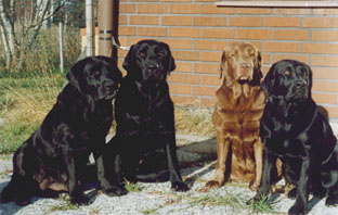 Husets g�ng f�r n�gra �r sedan ~ The gang some years ago: Russia, Panter, Walla & Myggan