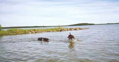 Kahlua med barn ~ Kahlua with her kids
