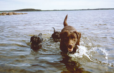 Kahlua med barn ~ Kahlua with her kids