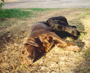 Kahlua med barn ~ Kahlua with her kids