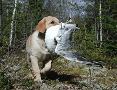 Selma apporterar ~ Selma retrieving