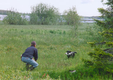 Valptr�ff 2000 ~ Puppy training 2000